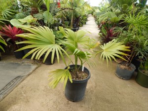 TRACHYCARPUS LATISECTUS THE WINDAMERE PALM