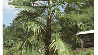 TRACHYCARPUS LATISECTUS THE WINDAMERE PALM