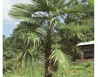 TRACHYCARPUS LATISECTUS THE WINDAMERE PALM