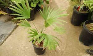 TRACHYCARPUS MARTIANUS HARD TO FIND MEDIUM SIZED FAN PALM