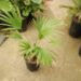 TRACHYCARPUS MARTIANUS HARD TO FIND MEDIUM SIZED FAN PALM