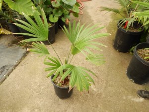 TRACHYCARPUS MARTIANUS HARD TO FIND MEDIUM SIZED FAN PALM