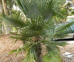 TRITHRINAX ACANTHACOMA AKA TRITHIRNAX BRASILIENSIS SPINY TRUNK – MEDIUM HEIGHT FAN PALM