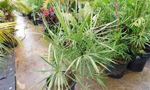 TRITHRINAX SCHIZOPHYLLA THE CARANDILLA PALM