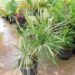 TRITHRINAX SCHIZOPHYLLA THE CARANDILLA PALM