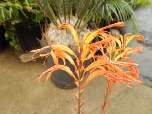 TRITONIA SPECIES IRIS APPEARING SUCKERING PLANT WITH UPRIGHT ORANGE BLOSSOMS
