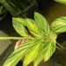 VARIEGATED SHELL GINGER NICE 5G SIZE READY FOR THE GARDEN