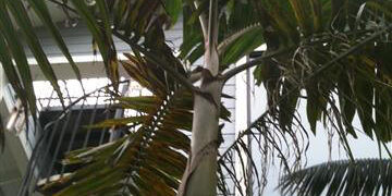 VEITCHIA ARECINA EXOTIC MEDIUM TO TALL PINNATE SUN PALM