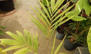 VEITCHIA WININ NATIVE ONLY TO VANUATU