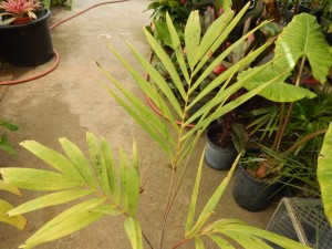 VEITCHIA WININ NATIVE ONLY TO VANUATU