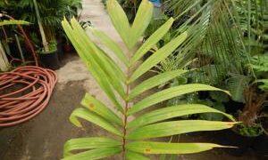 VEITCHIA WININ NATIVE ONLY TO VANUATU