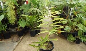WALLICHIA DISTICHA FISHTAIL APPEARING SINGLE TRUNK PALM THAT’S IMPOSSIBLE TO FIND