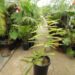 WALLICHIA DISTICHA FISHTAIL APPEARING SINGLE TRUNK PALM THAT’S IMPOSSIBLE TO FIND