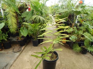WALLICHIA DISTICHA FISHTAIL APPEARING SINGLE TRUNK PALM THAT’S IMPOSSIBLE TO FIND