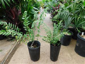 ZAMIA FISCHERI AKA ZAMIA VASQUEZII