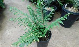 ZAMIA FISCHERI AKA ZAMIA VASQUEZII
