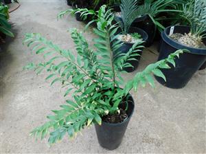 ZAMIA FISCHERI AKA ZAMIA VASQUEZII