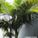 ARCHONTOPHOENIX TUCKERI RARE AUSTRALIAN TYPE OF KING PALM