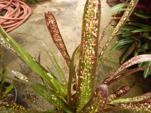 BILBERGIA HALLELUHAY SPOTTED SUN TOLERANT BROMELIAD