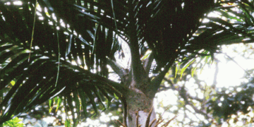 BURRETIOKENTIA KOGHIENSIS RARE NEW CALEDONIAN PALM