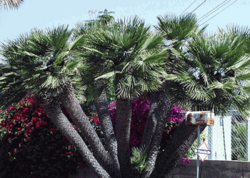 CHAMAEROPS HUMILIS – GREEN FORM LOVES SUN AND HEAT – VERY COLD HARDY