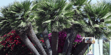 CHAMAEROPS HUMILIS – GREEN FORM LOVES SUN AND HEAT – VERY COLD HARDY