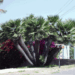 CHAMAEROPS HUMILIS – GREEN FORM LOVES SUN AND HEAT – VERY COLD HARDY