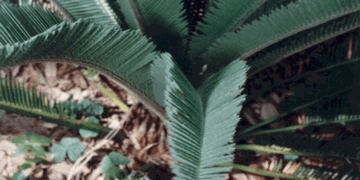 DIOON CALIFANOI RARE MEDIUM SIZED MEXICAN CYCAD