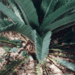 DIOON CALIFANOI RARE MEDIUM SIZED MEXICAN CYCAD