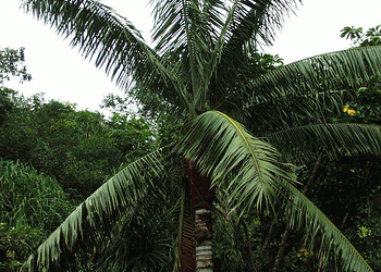 DYPSIS LASTELLIANA THE RED NECK PALM