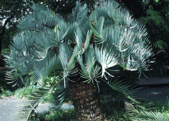 ENCEPHALARTOS EUGENE-MARAISII EXTREMELY ATTRACTIVE BLUE TRANSVAAL CYCAD