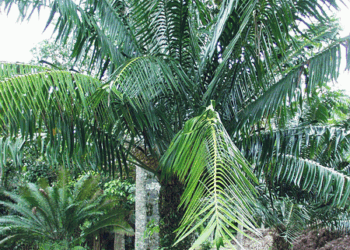 LEPIDOZAMIA HOPEI LEPIDOZAMIA SPECIES WITH WIDER LEAFLETS