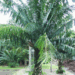LEPIDOZAMIA HOPEI LEPIDOZAMIA SPECIES WITH WIDER LEAFLETS