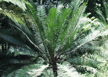 LEPIDOZAMIA PEROFFSKYANA A “USER FRIENDLY” LARGE CYCAD