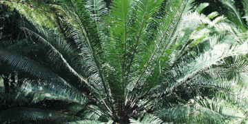 LEPIDOZAMIA PEROFFSKYANA A “USER FRIENDLY” LARGE CYCAD
