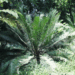 LEPIDOZAMIA PEROFFSKYANA A “USER FRIENDLY” LARGE CYCAD