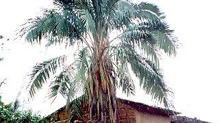 PARAJUBAEA TORALLYI THE SOUTH AMERICAN “COCONUT PALM”