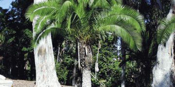 PHOENIX RUPICOLA THE CLIFF DATE PALM 