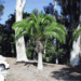 PHOENIX RUPICOLA THE CLIFF DATE PALM 