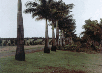 ROYSTONEA OLERACEA THE SOUTH AMERICAN ROYAL PALM