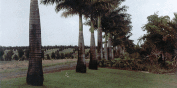 ROYSTONEA OLERACEA THE SOUTH AMERICAN ROYAL PALM
