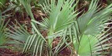 SABAL LOUISIANA THE LOUISIANA PALMETTO PALM