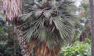TRITHRINAX CAMPESTRIS BLUE, SUCKERING FAN PALM VERY COLD HARDY