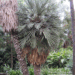 TRITHRINAX CAMPESTRIS BLUE, SUCKERING FAN PALM VERY COLD HARDY