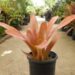 AECHMEA BLANCHETIANA LARGER TYPE OF COLORFUL BROMELIAD