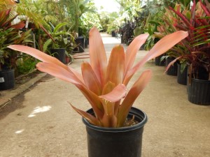 AECHMEA BLANCHETIANA LARGER TYPE OF COLORFUL BROMELIAD