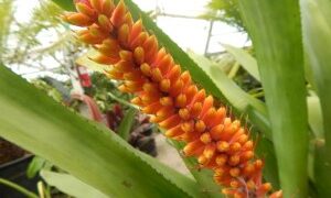 AECHMEA SPECIES TEN INCH LONG YELLOW & ORANGE BLOSSOMS