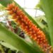 AECHMEA SPECIES TEN INCH LONG YELLOW & ORANGE BLOSSOMS
