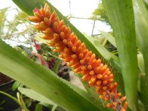 AECHMEA SPECIES TEN INCH LONG YELLOW & ORANGE BLOSSOMS