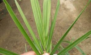 ALLAGOPTERA ARENARIA THE SEASHORE OR BEACH PALM  